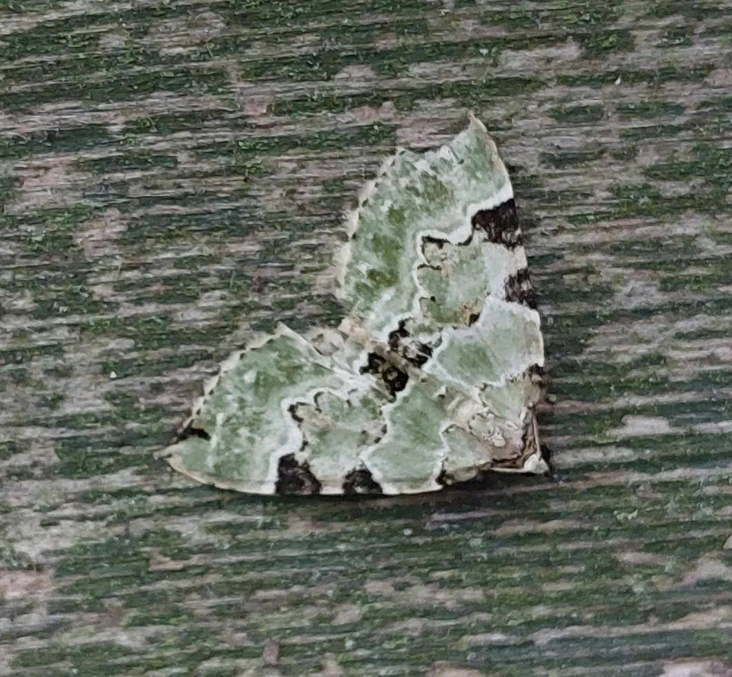 1st June Moths — microEden